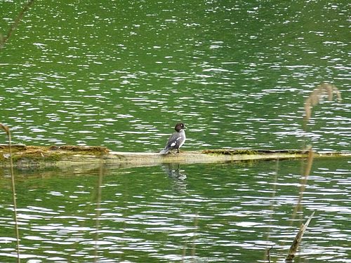 Seewasserfläche, in diese hinein ragt ein toter Holzstamm, darauf steht eine Schellente mit Blick in die Weite
