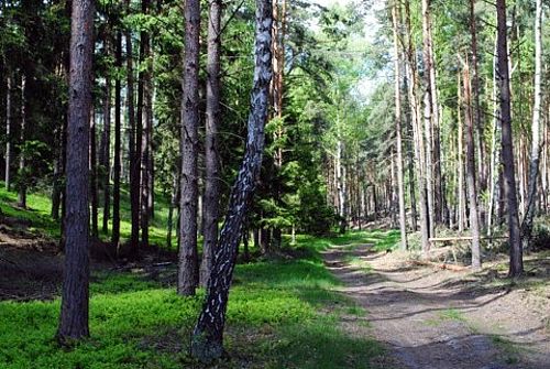 Ein Weg führt in einen Wald aus Kiefern und Birken. Links bildet Blaubeerkraut einen grünen Teppich.