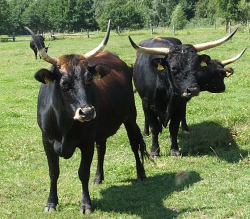Drei Rinder stehe nauf der Weide und schauen aus dem Bild. Ihr Fell ist dunkelbraunm, fast schwarz. Auf dem Kopf tragen sie lange, spitze Hörner.