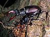 An einem Baum sind zwei Hirschkäfer, die sich gegenseitig mit ihren großen Mandibeln umklammern