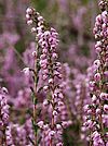 Zahlreiche glockenartige, zartlila Blüten