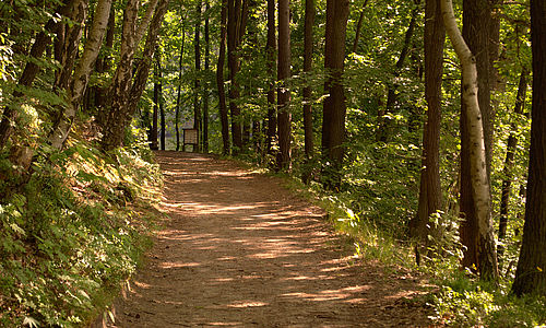 Ein Waldweg schlängelt sich zwischen Hang und See durch einen Kiefernmischwald. Am Ende des Weges steht eine Lehrtafel.