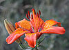 Orange-rote Feuerlilienblüte in Großaufnahme mit sichtbaren Staubblättern.
