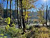 Biberfraßspur, Herbstlicht und Laubfärbung über dem Gewässer Kleines Rotes Luch