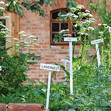 Der Gemüse- und Kräutergarten trägt zur eigenen Gesundheit bei, denn nichts kann frischer und dadurch vitaminreicher sein als die Ernte aus dem eigenen Garten. © Lukas Häuser
