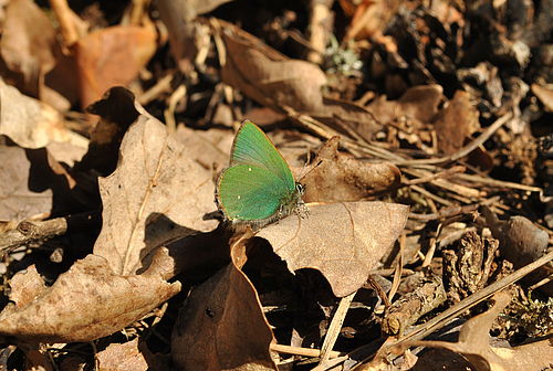 Auf dem Waldboden sonnt sich auf trockenem Eichenlaub ein schillernd grüner Schmetterling: Ein Brombeerzipfelfalter.