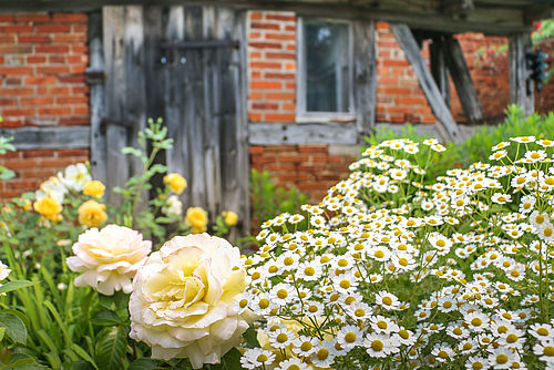 Gelbe Rosen vor Hausmauer