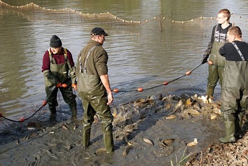 Männer mit Wathosen im Wasser stehend halten ein Netz mit Fischen darin