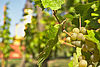 Im Vordergrund sind helle Trauben an einer Weinrebe, im Hintergrund ist verschwommen das Kloster Neuzelle