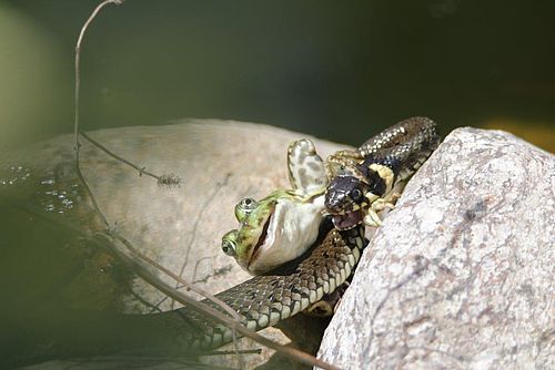 Eine Ringelnatter hat einen Frosch gefangen und hält ihn am Beim fest.
