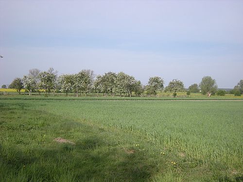 Ein Feld und Obstbäume im Hintergrund