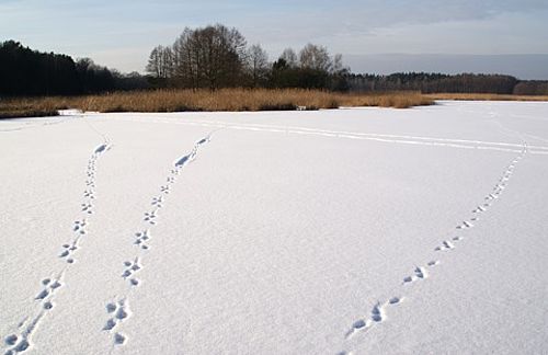 Fischotter-Trittsiegel im Schnee führen über den zugefrorenen, verschneiten Teich