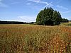 Ein Feld mit rotstieligem Buchweizen an dessen Rand zwischen Bäumen und Büschen einige Häuser zu sehen sind.