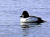 eine Ente mit schwarz-weiß gezeichnetem Federkleid auf dem Wasser