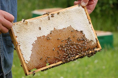 Ein Imker präsentiert ein mit Honigwaben gefülltes Rähmchen, auf dem noch einige Bienen sitzen.