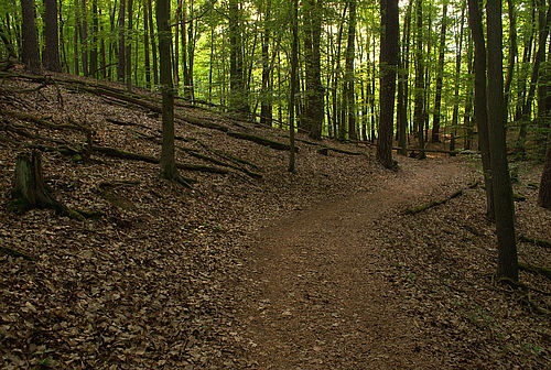 An der Südwestseite des Wirchensees führt der Waldweg durch stille, dunkle Buchenwälder.