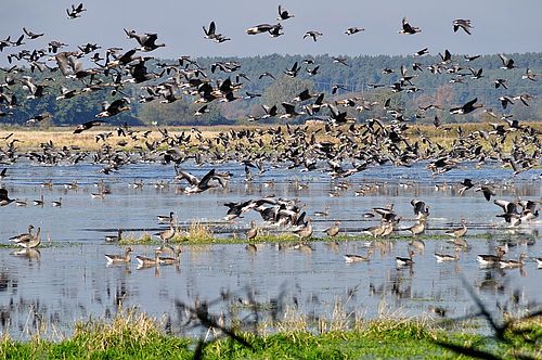 Scharen von Wildgänsen fliegen von einer Wasserfläche auf