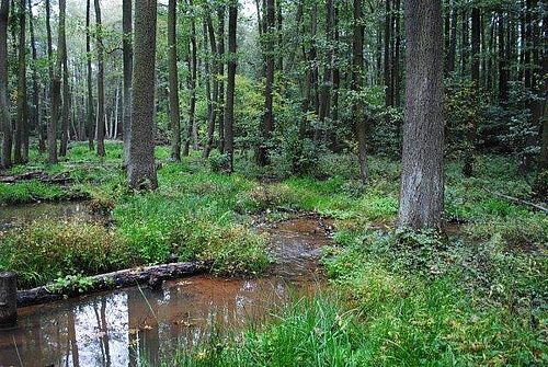 Blick in einen Laubwald. Rotbraunes Wasser bedeckt den Boden zwischen den Bäumen..