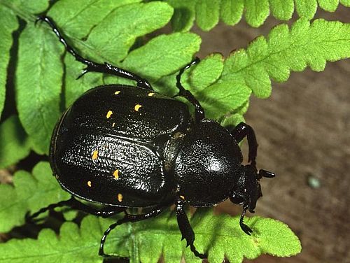Veränderlicher Edelscharrkäfer (Foto: W. Klaeber)
