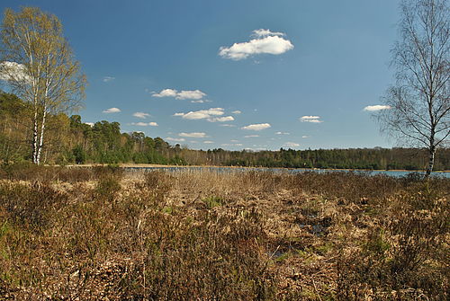 Am Westufer des Kleinsees befindet sich ein Verlandungsmoor, in dem Sumpfporst, Wollgras und Rundblättriger Sonnentau wachsen.