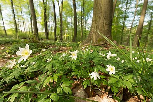 NSG Klein Marzehns im Frühling mit Buschwindröschen (Anemone nemorosa) | Foto: Steffen Bohl