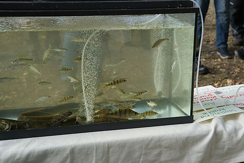 Gläsernes Hälterungsbecken mit mehreren kleinen Fischen unterschiedlicher Arten. Neben dem Becken liegen beschriftete Karten.