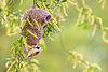 Beutelmeise an ihrem Nest hängend