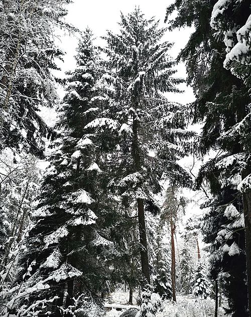 Fichten recken sich in einem Wald dem Himmel empor. Schnee liegt schwer auf ihren dunkelgrünen Zweigen.