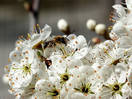Auf einem Büschel weißer Blüten mit dicken Staubbeuteln sitzt eine Biene.