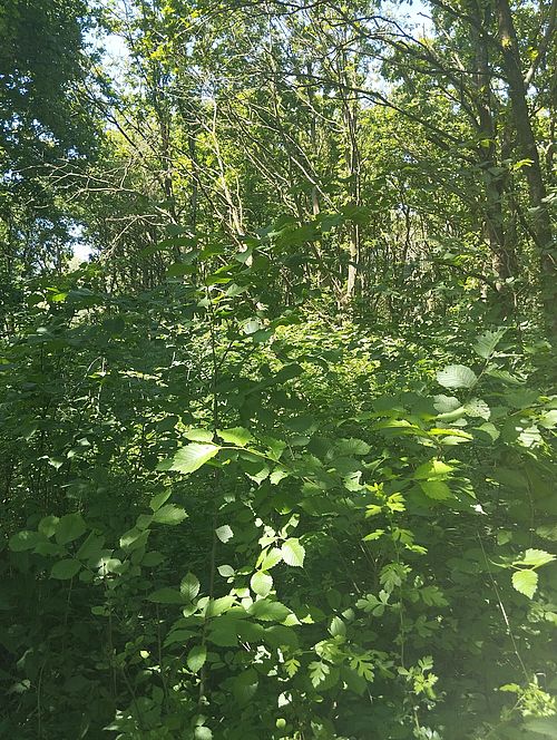  Dichte grüne Naturverjüngung aus jungen Ulmen unter dem Blätterdach eines Gehölzbestandes.