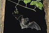 Eine Mopsfledermaus im Flug