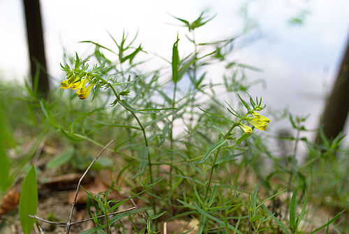 Den grazilen Wald-Wachtelweizen mit seinen feinen, gelben Blüten findet man häufig an den steilen Ufern des Hammersees.