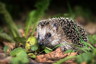 Ein junger Igel, der im Herbst nach Futter sucht.