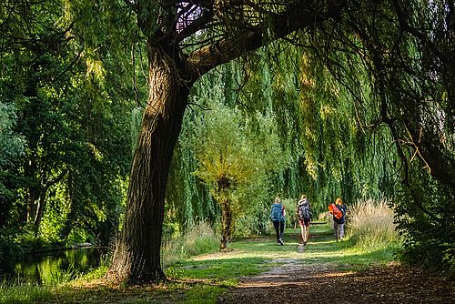 Drei Menschen gehen einen Wanderweg zwischen Trauerweiden entlang.