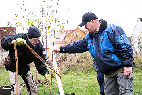 Zwei Männer geben einem frisch gepflanzten Jungbaum Halt. Der Mann links verbindet Baum und Holzpfahl mit einem Kokosseil. Der Mann rechts hält den Pfahl zur Unterstützung.