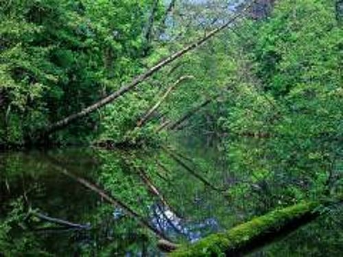 In einer urwaldähnlichen Landschaft hängen über dem Wasser der Schlaube hängen alte Bäume.