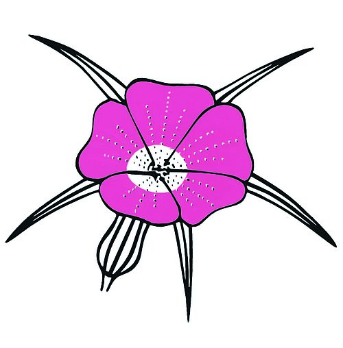 eine stilisierte Blüte mit fünf pinkfarbenen Blütenblätter und markanten langen Kelchblättern
