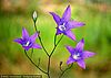 Nahaufnahme einer violetten Glockenblume