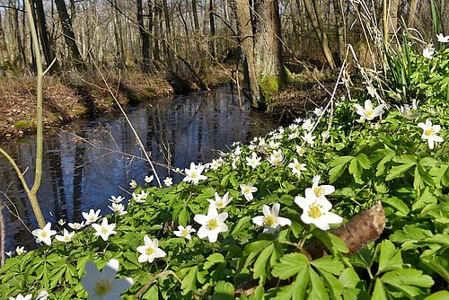 Im Vordergrund sind weiße Blueten, daneben fließt ein Bach