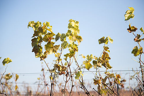 Auch im Brandenburger Klima kann Wein angebaut werden: Hier stehen die Rebstöcke in voller Sonne und haben gut angesetzt.