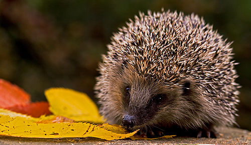 Igel neben Herbstlaub - gelbe und orangefarbene Blätter