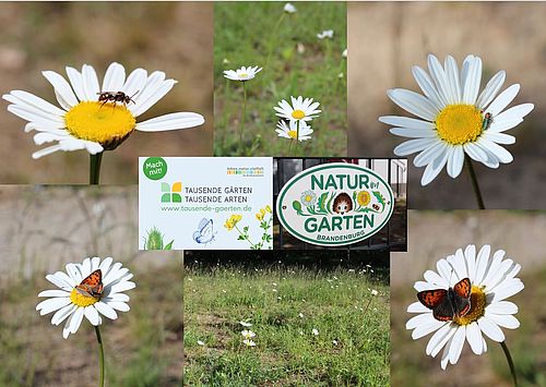 Margeritenwiese mit Wildbiene, Feuerfalter & Co. (Fotos: Anne u. Dr. Martin Hering)