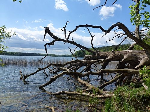 blauer Himmel an einem Klarwassersee mit einem Skelett eines in den See gestürzten Baumes