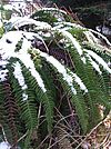 Porträt des Farns: Dunkelgrüne, gefiederte, längliche Blätter hängen bogig über dem Boden. Obendrauf liegt ein wenig Schnee.