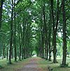 Allee in einem Park.