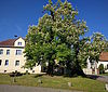 Naturdenkmal Rosskastanie in Bestensee (Foto: Hans Sonnenberg)