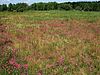 Eine Wiese übersät mit pink blühenden, grazilen Blumen ist zu sehen, im Hintergrund begrenzen Büsche die Fläche.