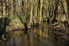 Ein Bach, der sich durch einen Wald fließt, rechts und links stehen Bäume.