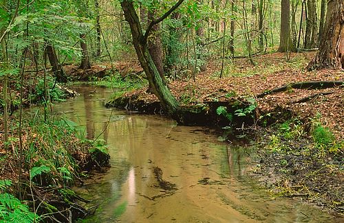 Klarer Bach mit sandigem Untergrund schlängelt durch Laubwald