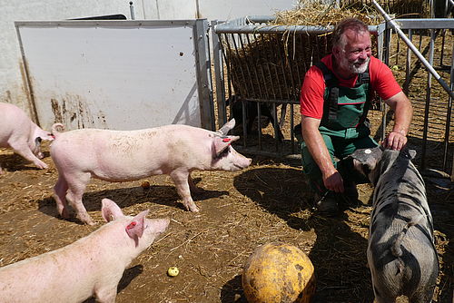 Peter Müller, ein Mitarbeiter der Gronenfelder Werkstätten, versorgt die Hausschweine. Auf dem Foto kniet er zwischen den Schweinen in deren Freiluft-Auslauf und krault lachend eines der Tiere zwischen den Ohren. 